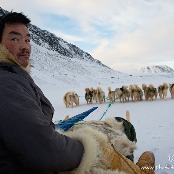 www.phototeam-nature.com-antognelli-groenland-greenland-chien-dog sled