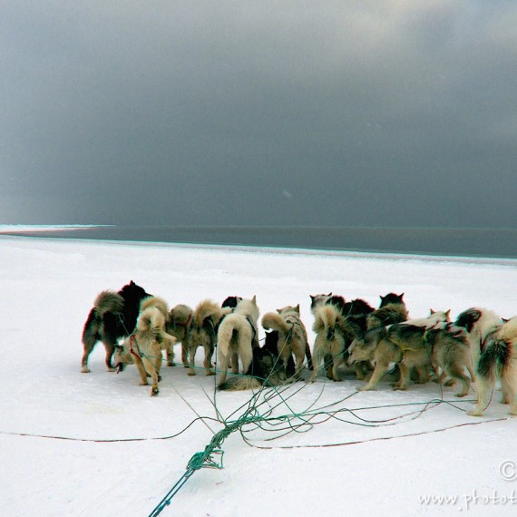 www.phototeam-nature.com-antognelli-groenland-greenland-