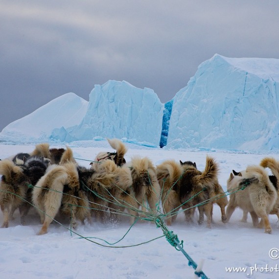 www.phototeam-nature.com-antognelli-groenland-greenland-