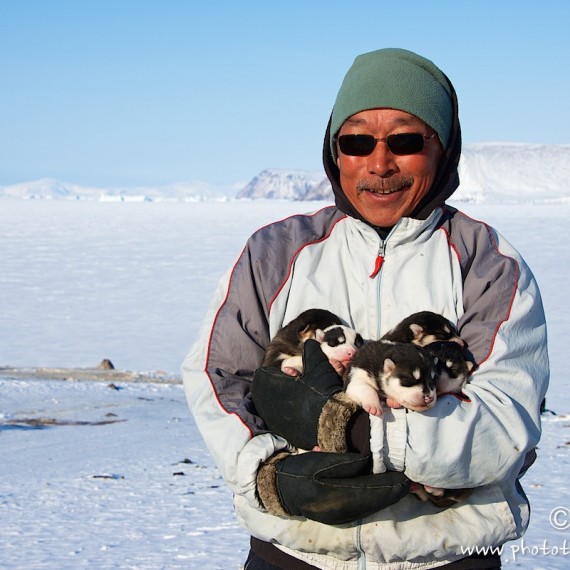 www.phototeam-nature.com-antognelli-groenland-greenland-savissivik-chiots