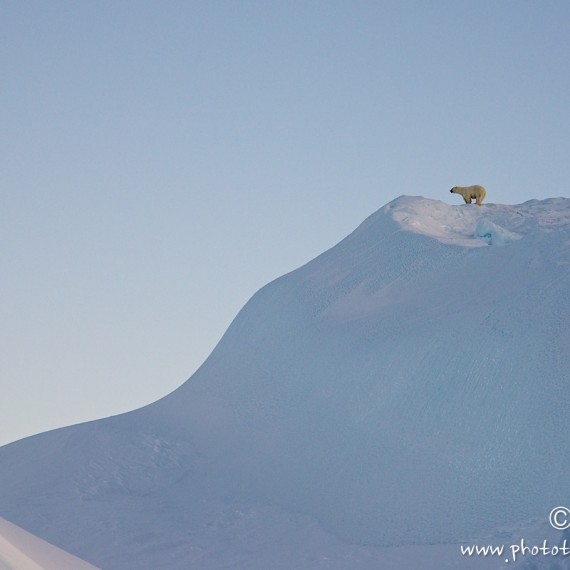 www.phototeam-nature.com-antognelli-groenland-greenland-savissivik-ours polaire-polar bear-nanoq